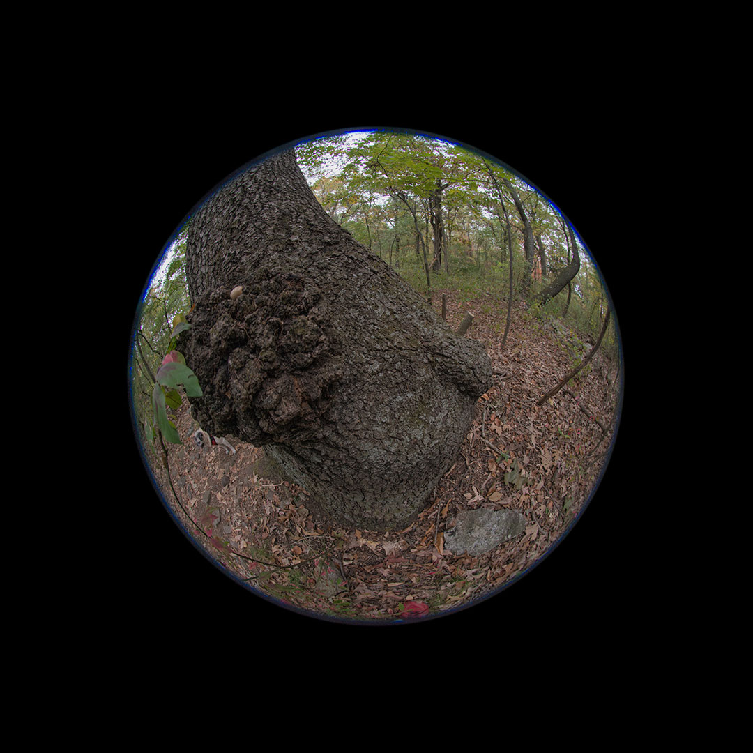 tree hip
