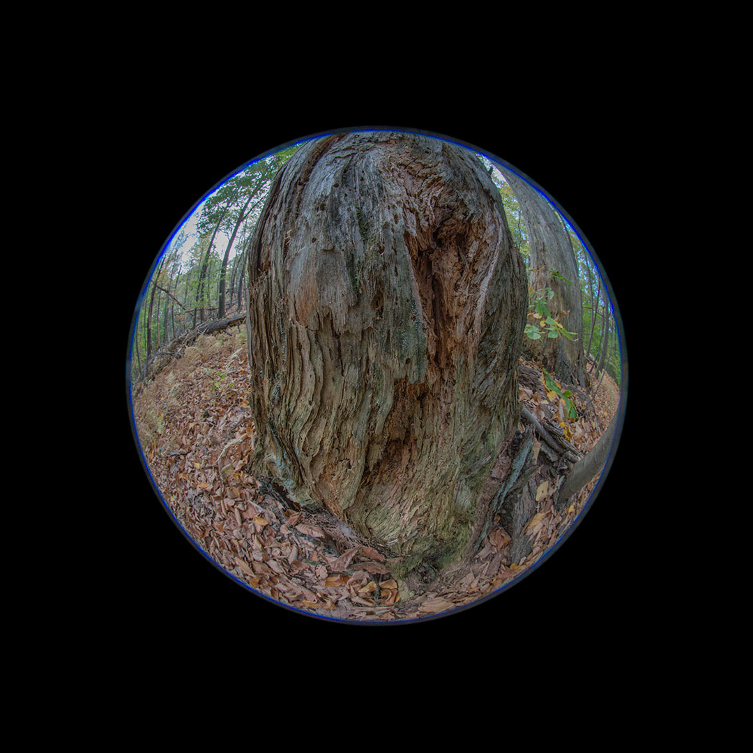 demonic trunk