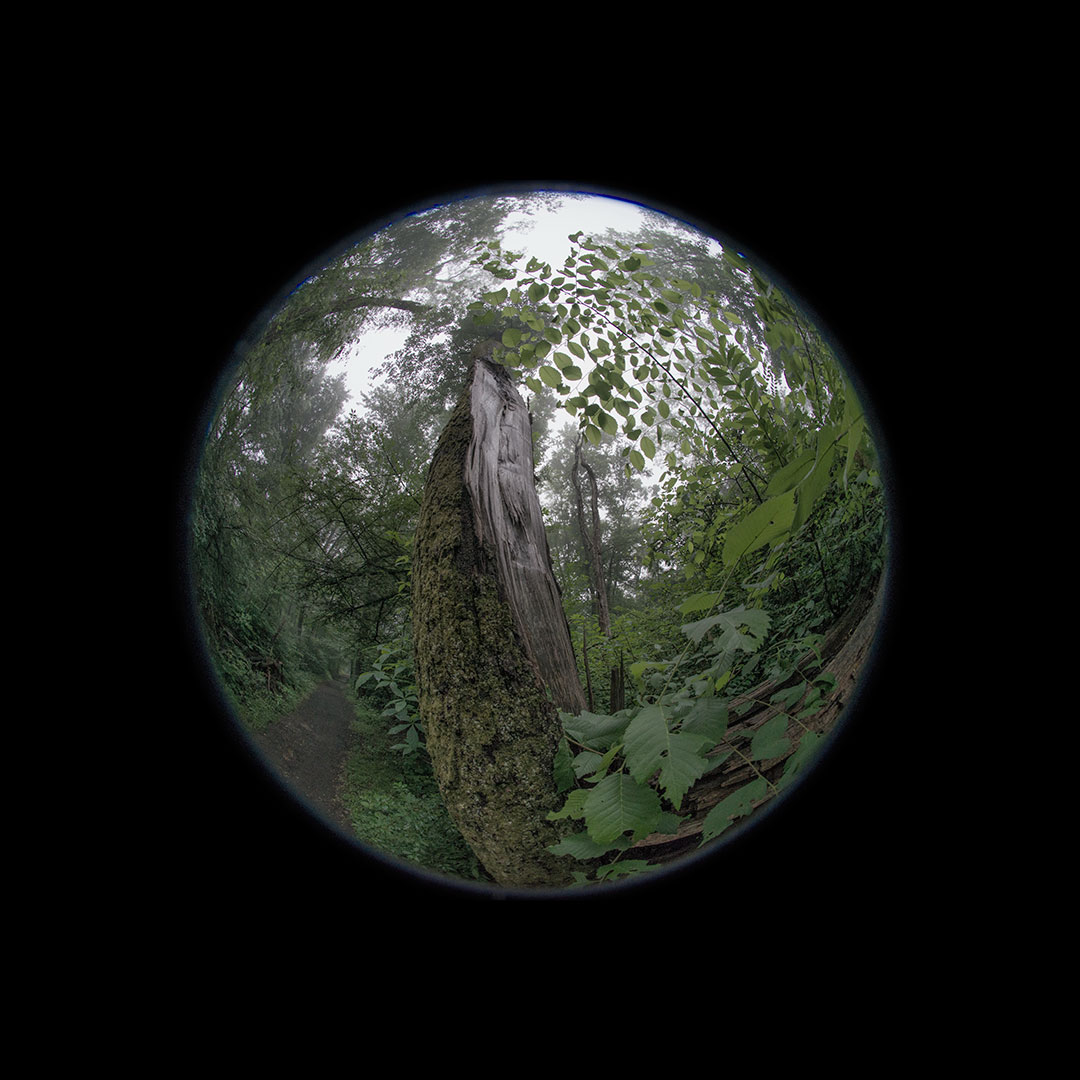 split tree